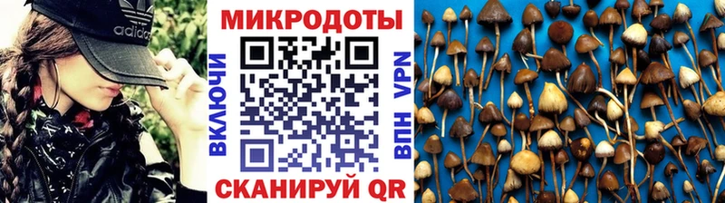 Купить закладки  Заинск  Псилоцибиновые грибы мицелий 